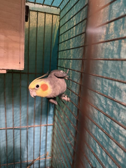 Sprzedam samca nimfy