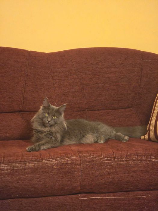 Maine Coon Spokojny - Fantazja