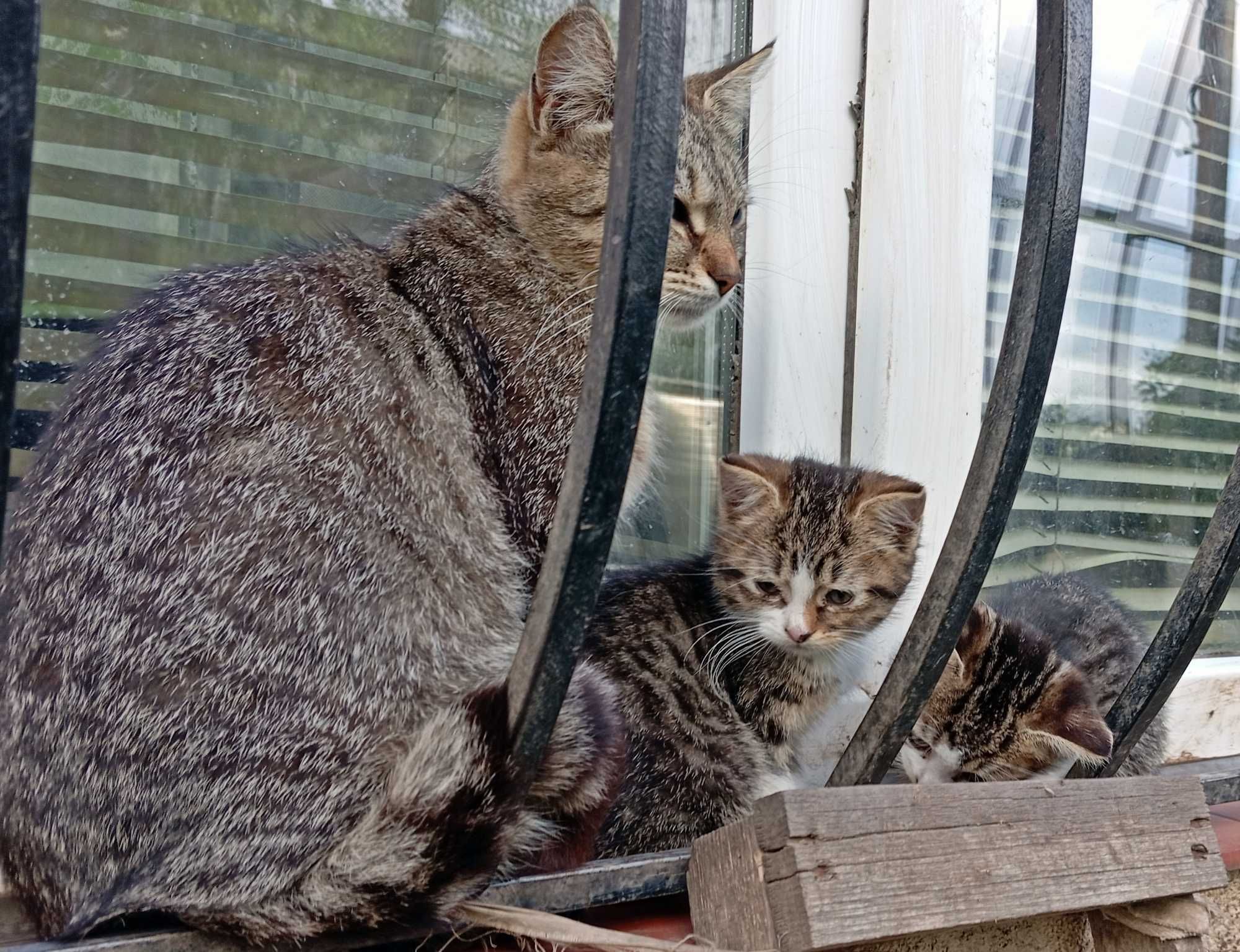 Котенок , кот, кошка