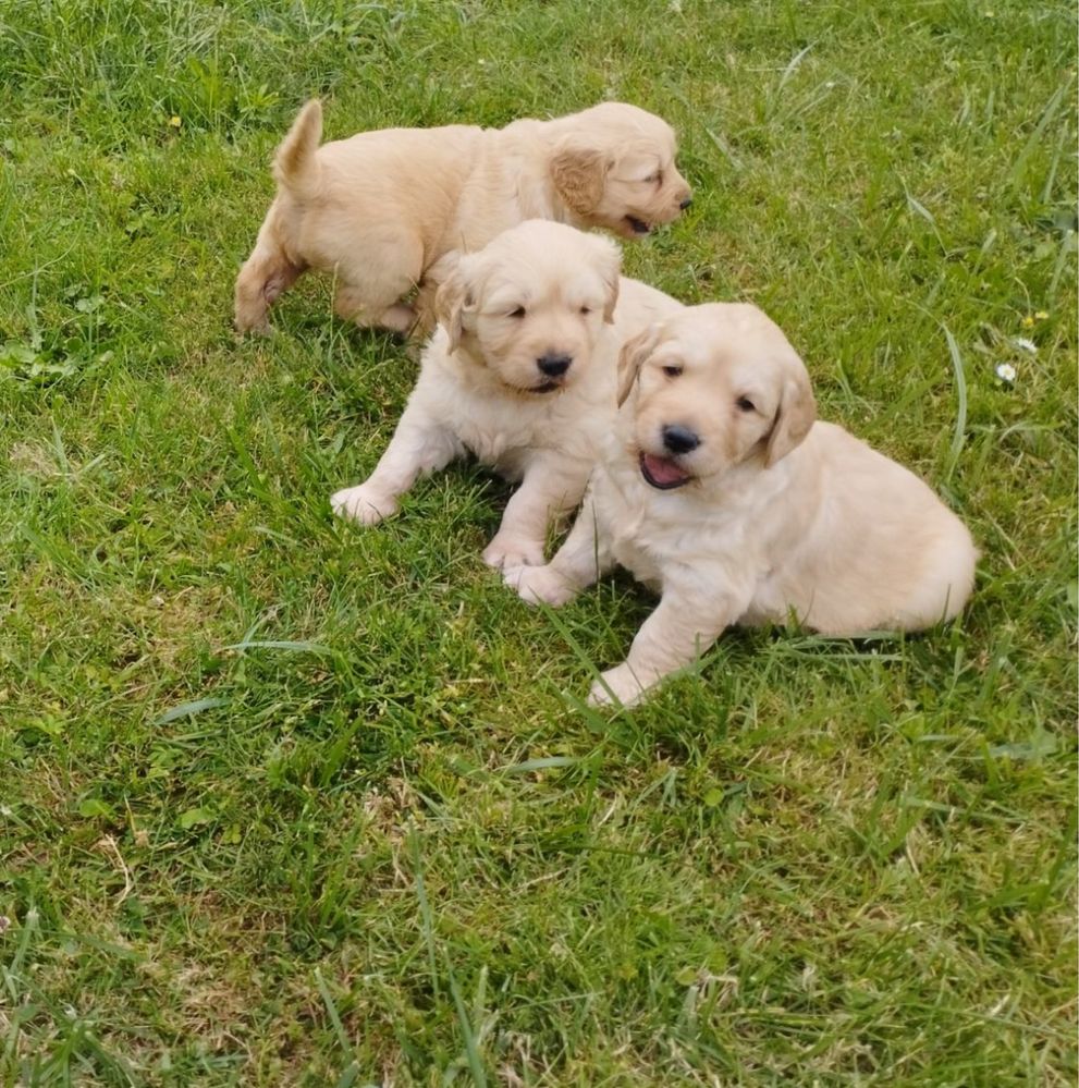 Golden Retriever