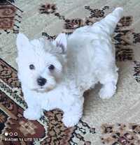 West highland white terrier sunia