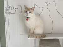 Hotel para gatos