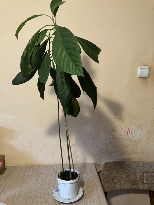 Продається авокадо у горщику