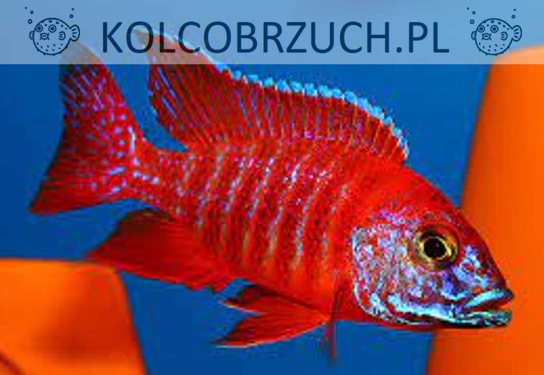 Aulonocara RED RUBIN - SAMCE XXL - 10CM - dowóz, wysyłka