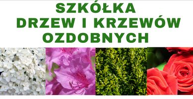 Szkółka drzew i krzewów ozdobnych i owocowych(hortensje,róże, borówka)