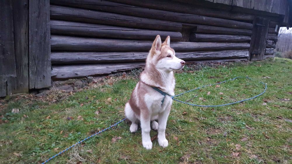 ALASKAN MALAMUTE - krycie - reproduktor