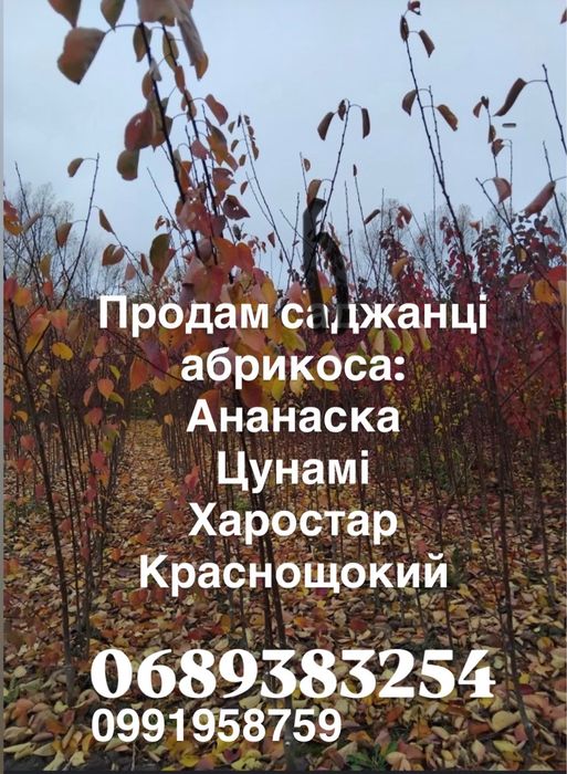 Продам саджанці сажанці абрикоса