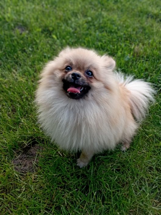 Szpic miniaturowy pomeranian