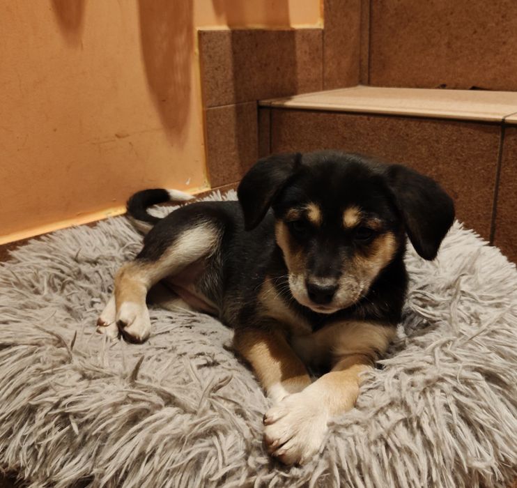 Pieski za darmo (suczki)