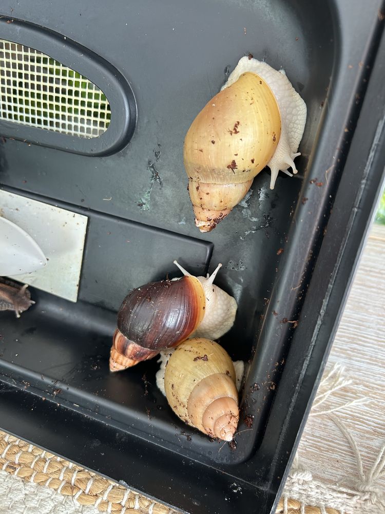 Ślimaki Achatina