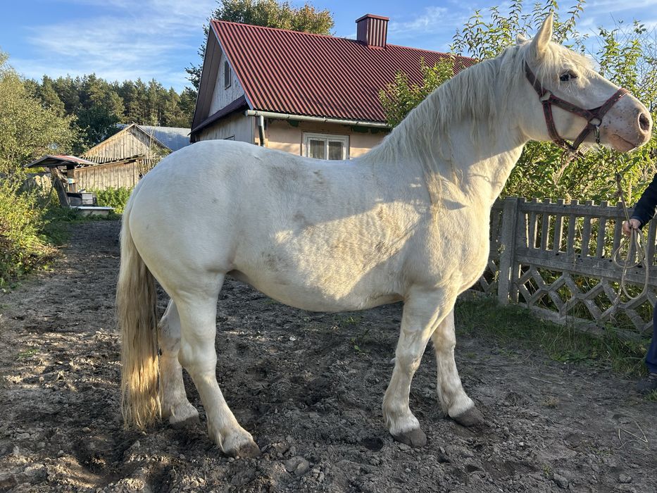 Sprzedam piękną siwą klacz