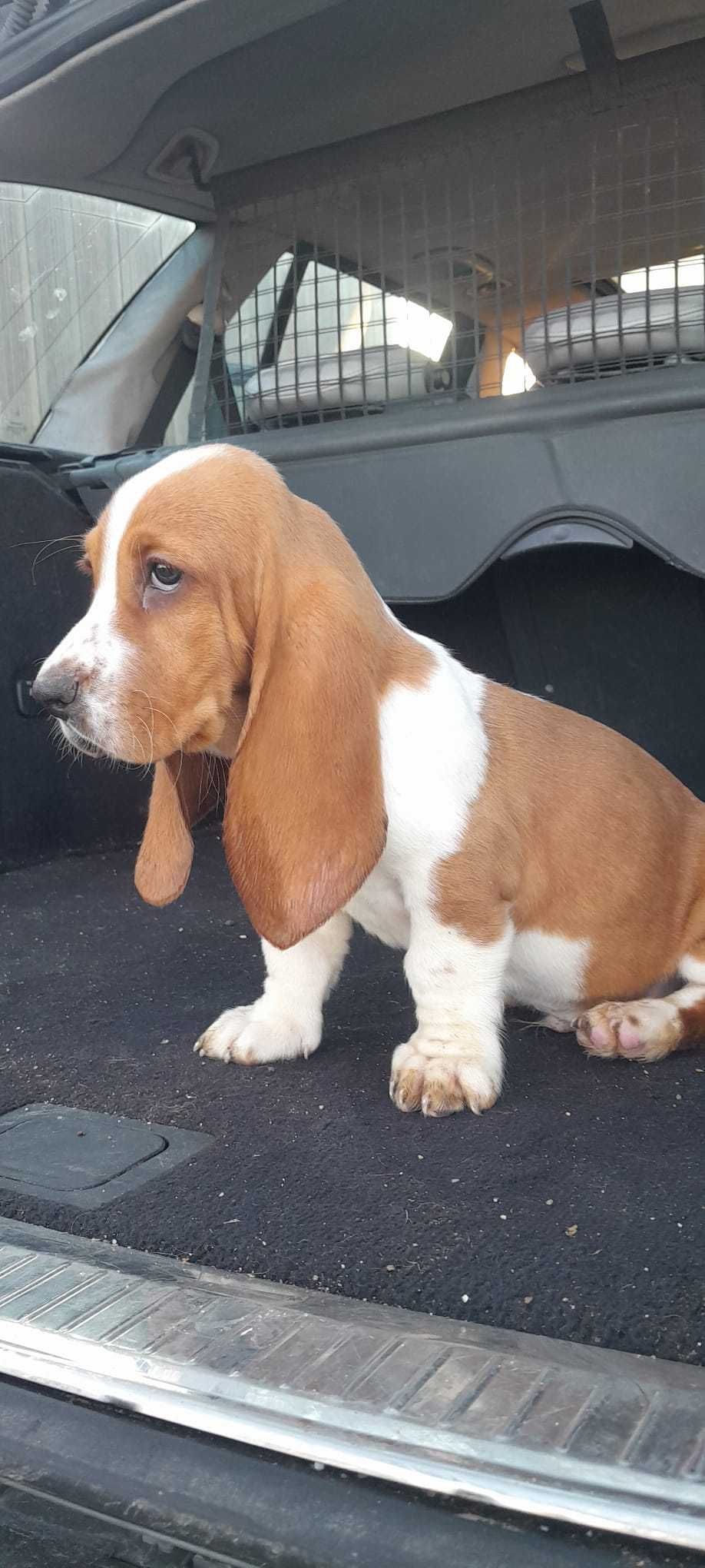 Basset hound puros