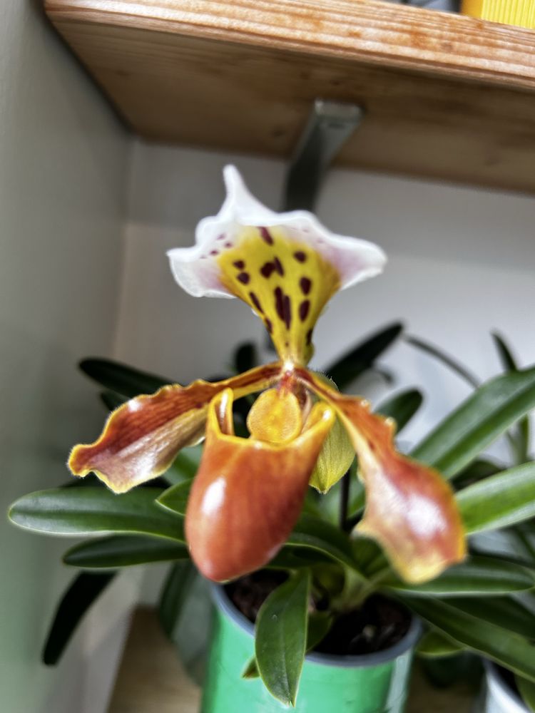 Orquidea Cattleya e paphiopedilum