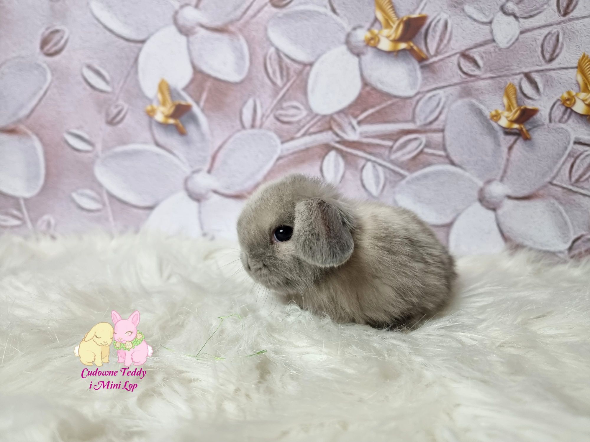 Karzełki Teddy I Mini Lop