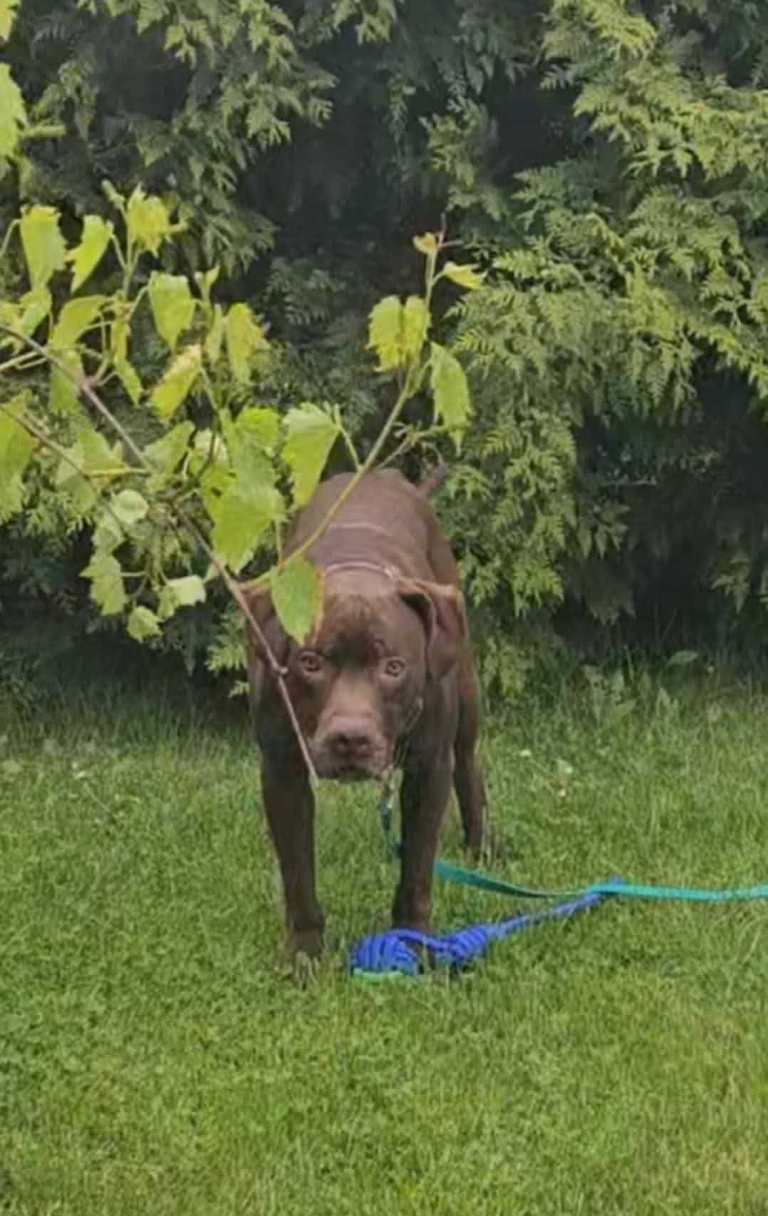 Aron pitbull red nose do adopcji