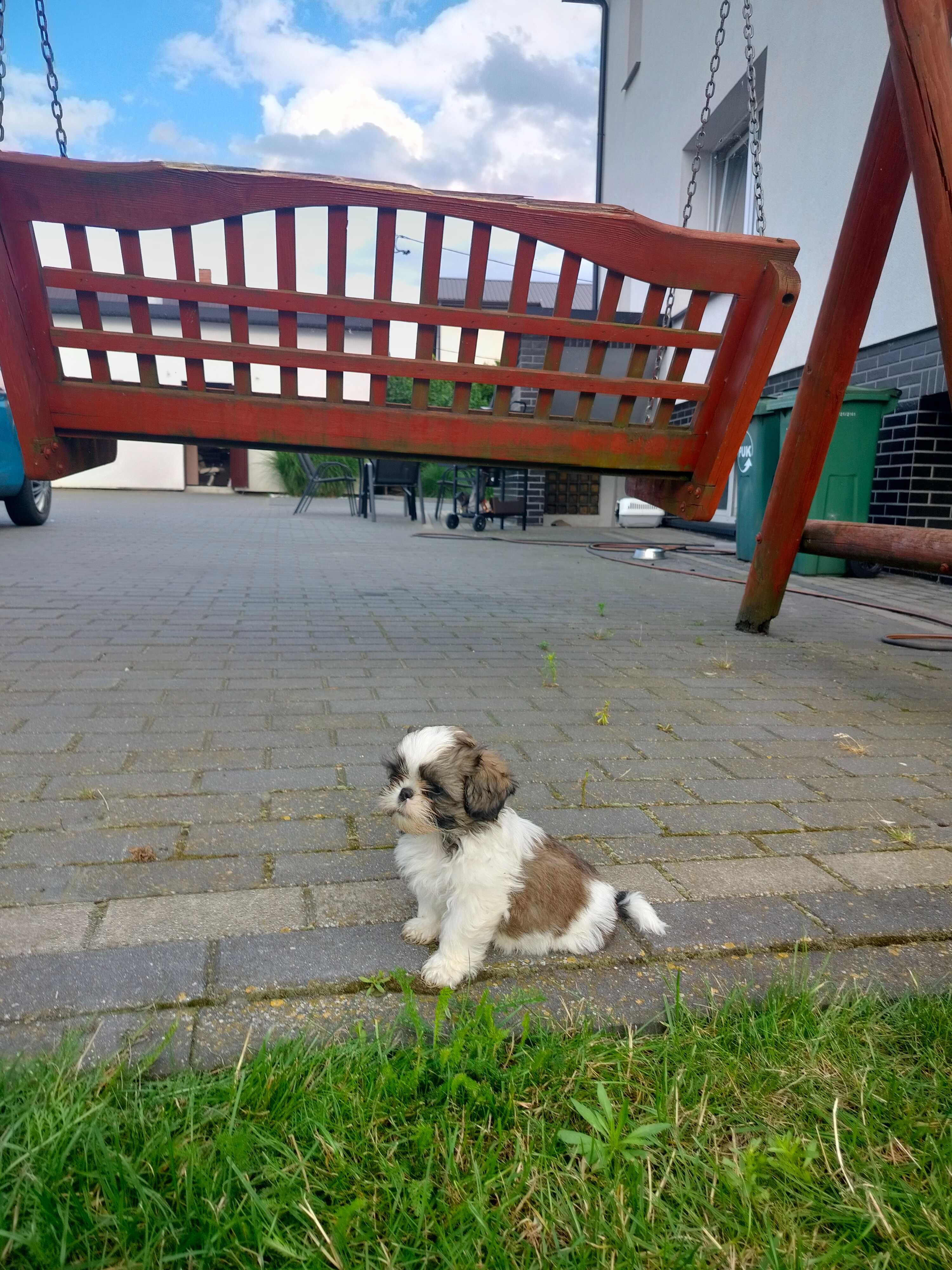 Shih Tzu z rodowodem