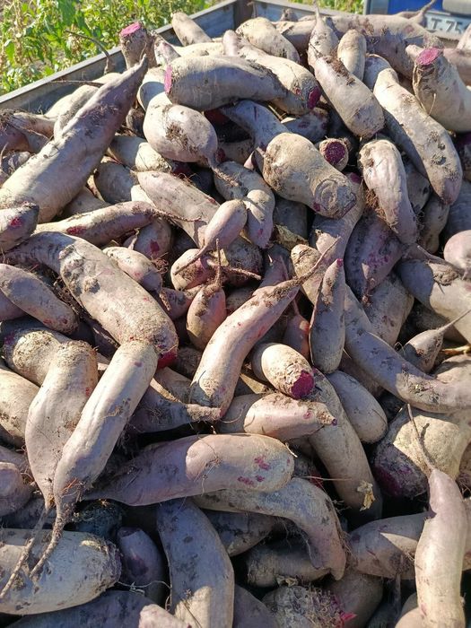 Буряк столовий червоний