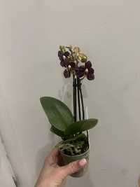 Орхідея міні бабулетка-7 горщик-450 грн