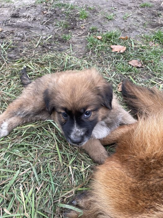 Oddam szczeniaki (7 sztuk)