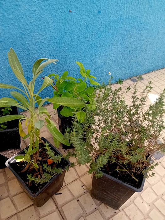 Mix de 5 ervas aromaticas perenes