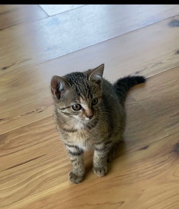 Oddam małą kotke w dobre ręce