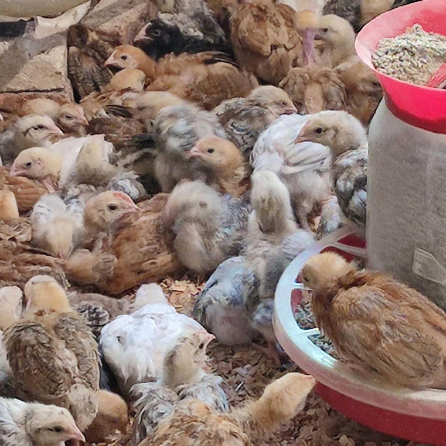 Підрощене курча мясояєчки