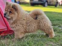 Samiec chow chow ZKwP FCI