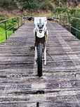 Suzuki DR350SE  .