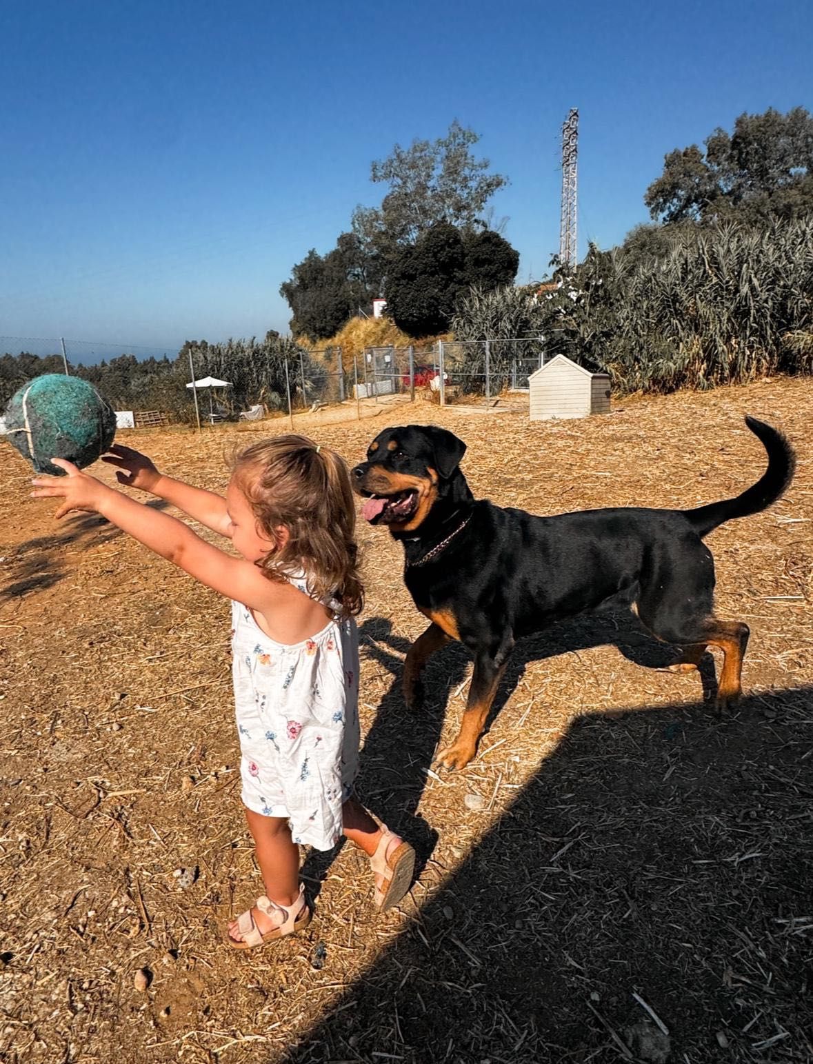 Rottweiler, suczka, Rottweilerka Roxy super z dziećmi, do adopcji