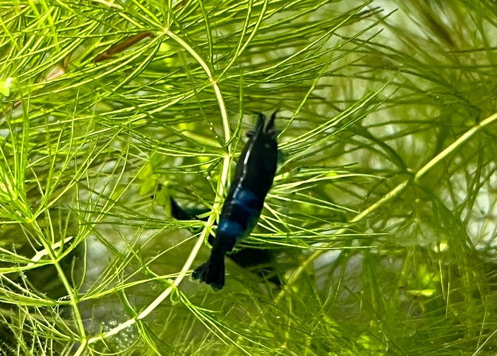 Krewetki Blue VELVET do Akwarium Pięknie Wybarwione