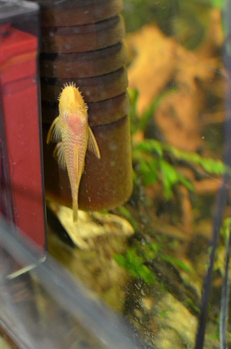 Zbrojnik Ancistrus, Glonojad odmiana albinos - dorosły samiec