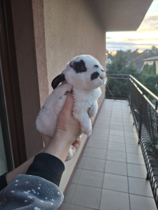 Królik Karzełek TEDDY oswojony!