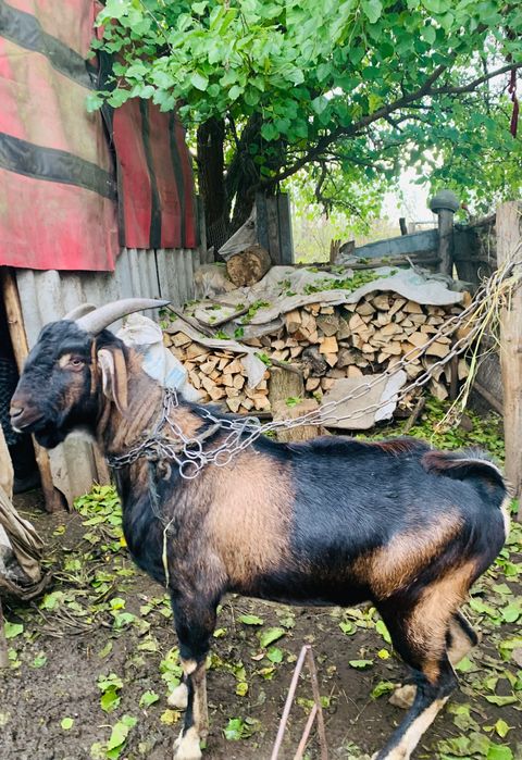 Цап англо-нубійський