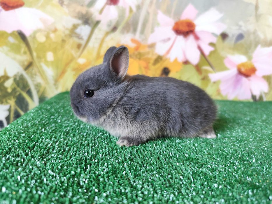 Karzełek Niderlandzki niebieski miniaturka Mini Lop baranek rex blue