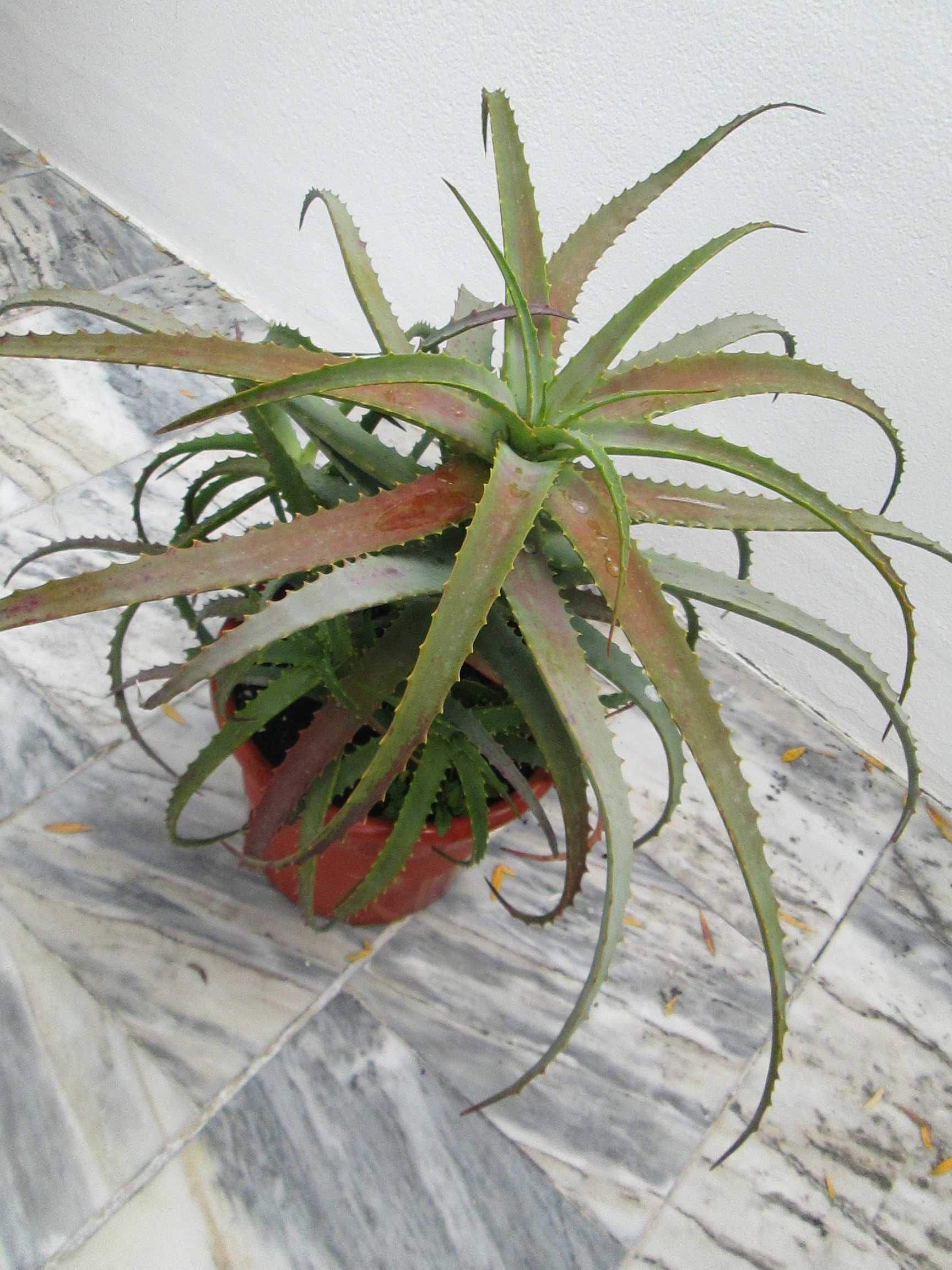 Aloe vera em vaso