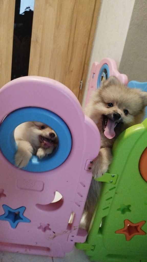 Szpic miniaturowy piesek pomeranian boo