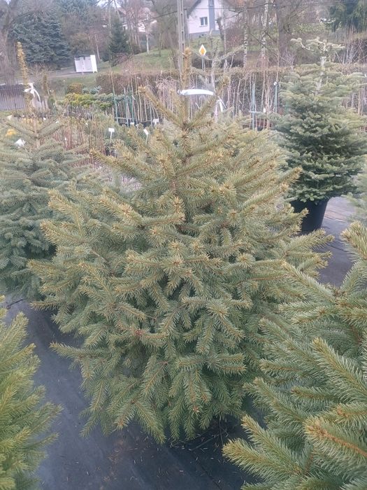 Świerk Srebrny Choinka w donicy