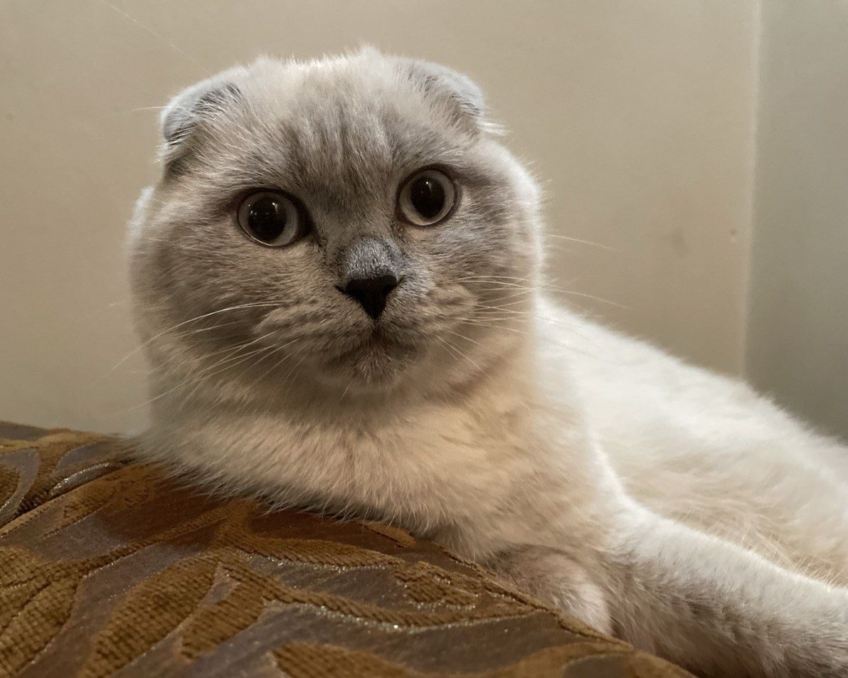 Кошенята шотландські висловухі, прямовухі Scottish Fold та Straight