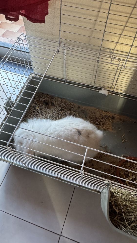 Vendo Coelha anã holandesa com 5 meses, com gaiola NOVA incluida