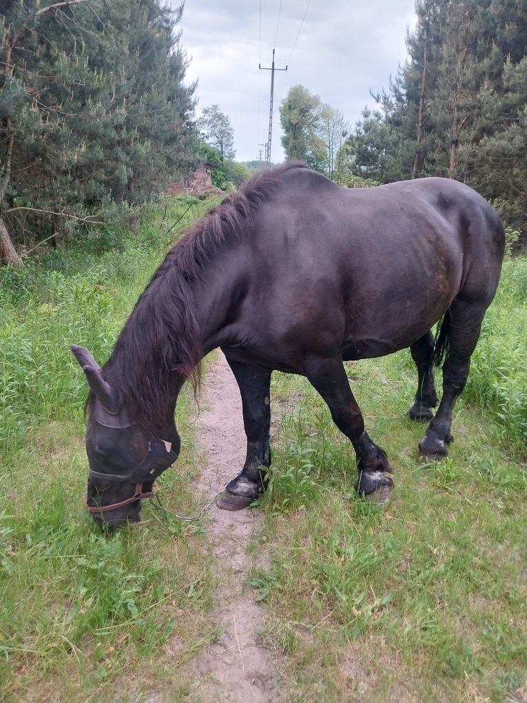 Sprzedam  ładną klacz