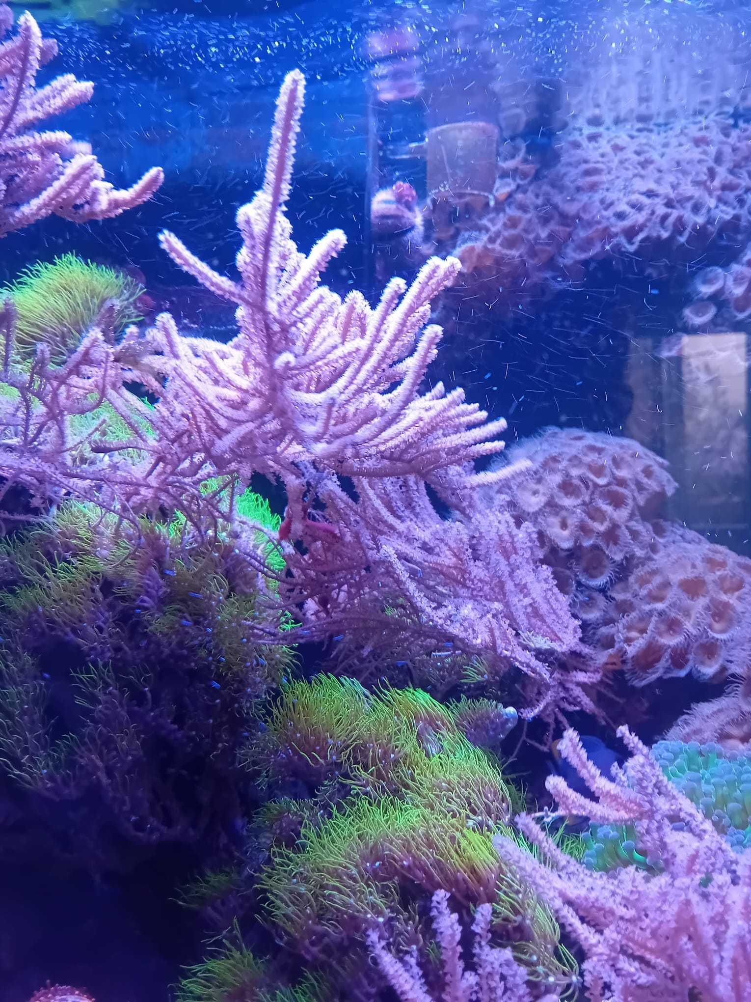 Frag de Pinnigorgia flava