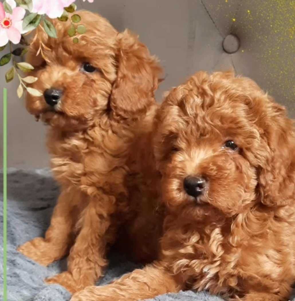 Pudel toy  suczka Red Karinka