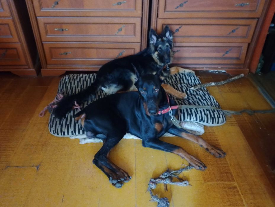 Передержка собак