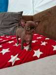Rezerwacja miniaturowa czekoladowa cynamon suczka chihuahua Tiffany