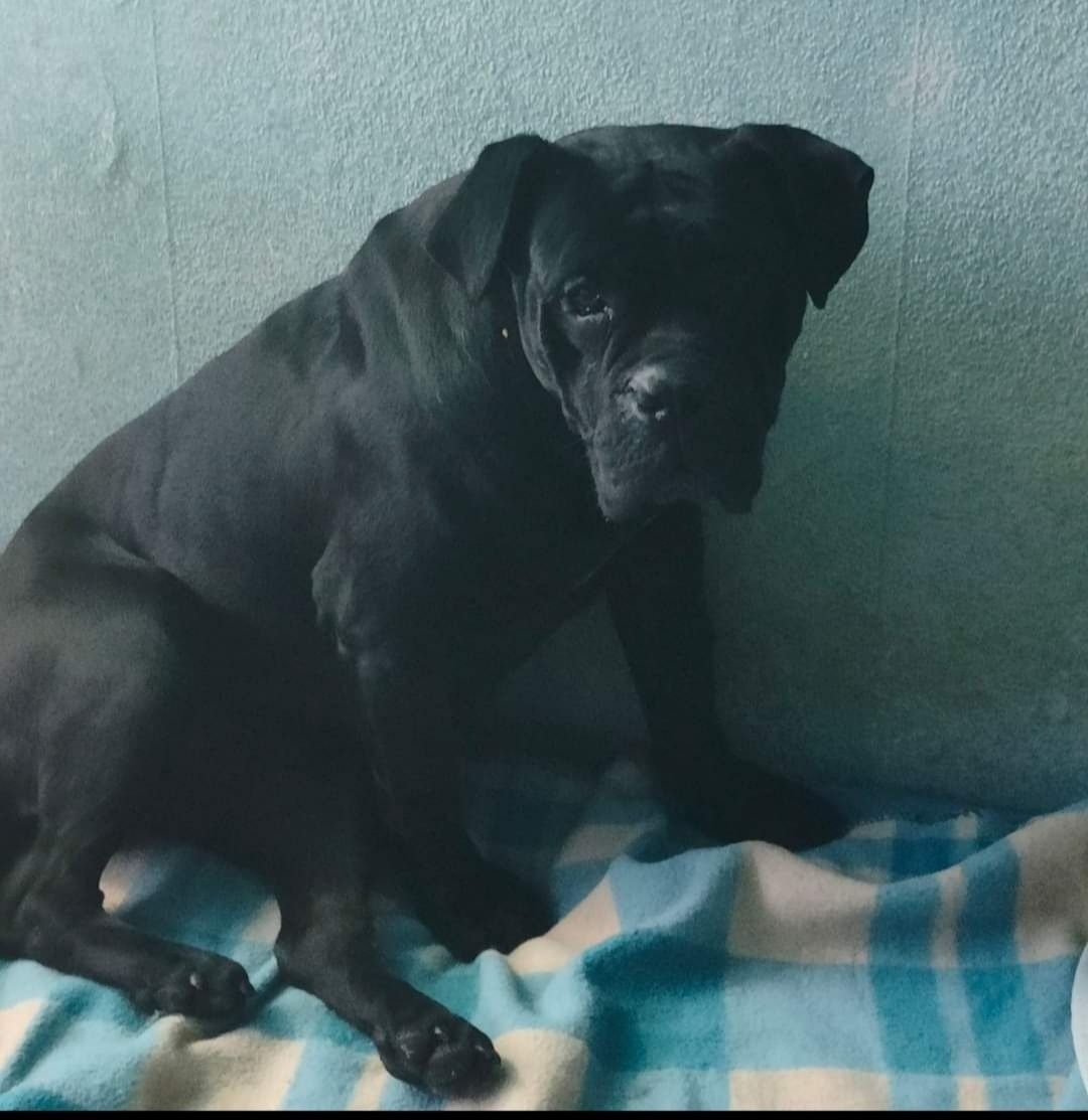 Zaginęła Mila, suczka rasy Cane Corso