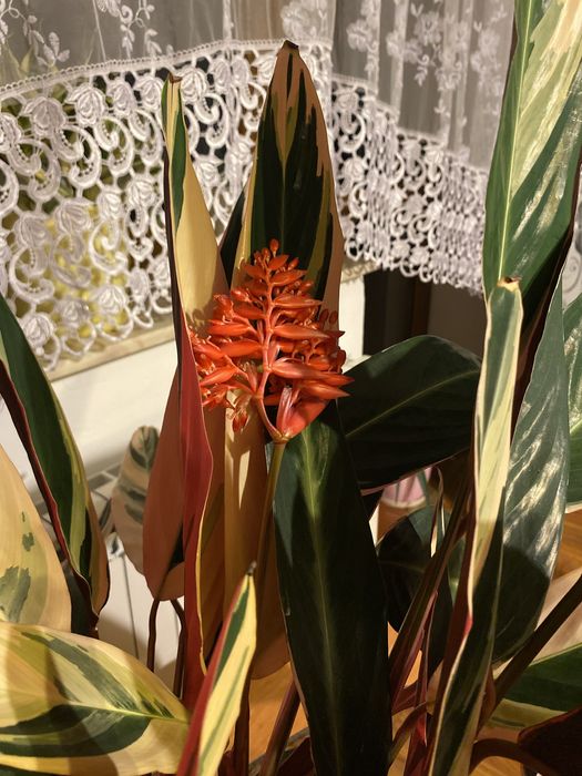 Stromanthea Triostar