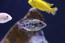 Nimbochromis venustos (M/F) - Ciclideos Africanos