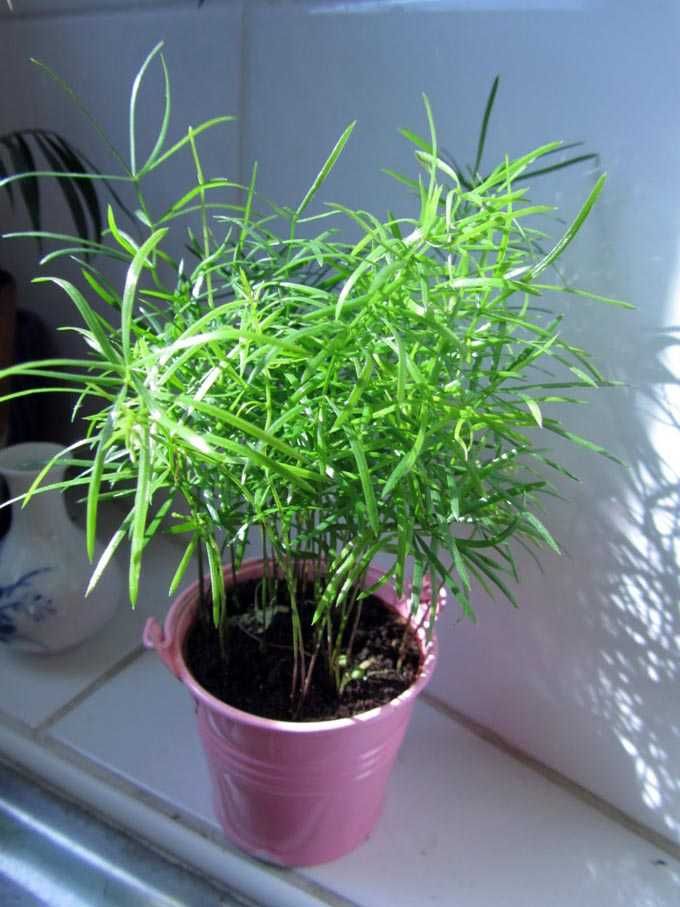 Аспарагус Комнатное растение