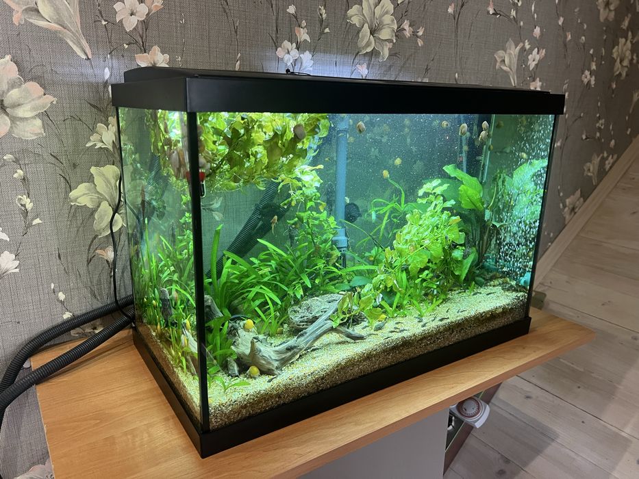 Акваріум, Fluval, 204, рибки