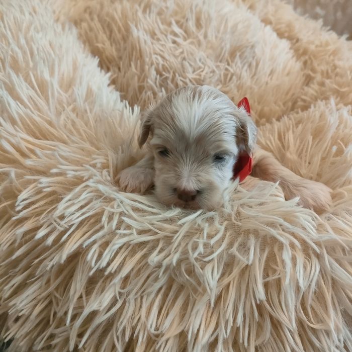 Śliczna suczka Maltipoo f1.